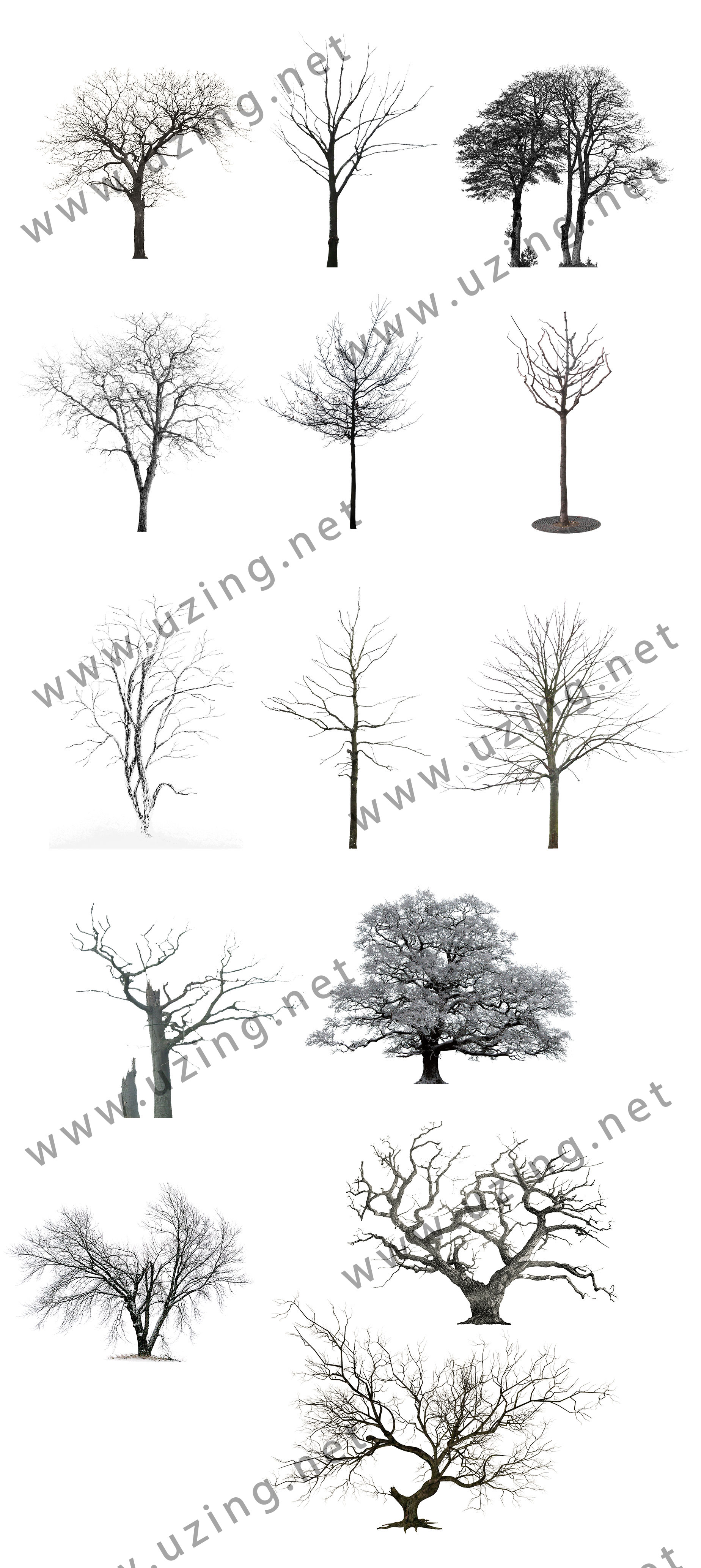 冬季树木1.jpg