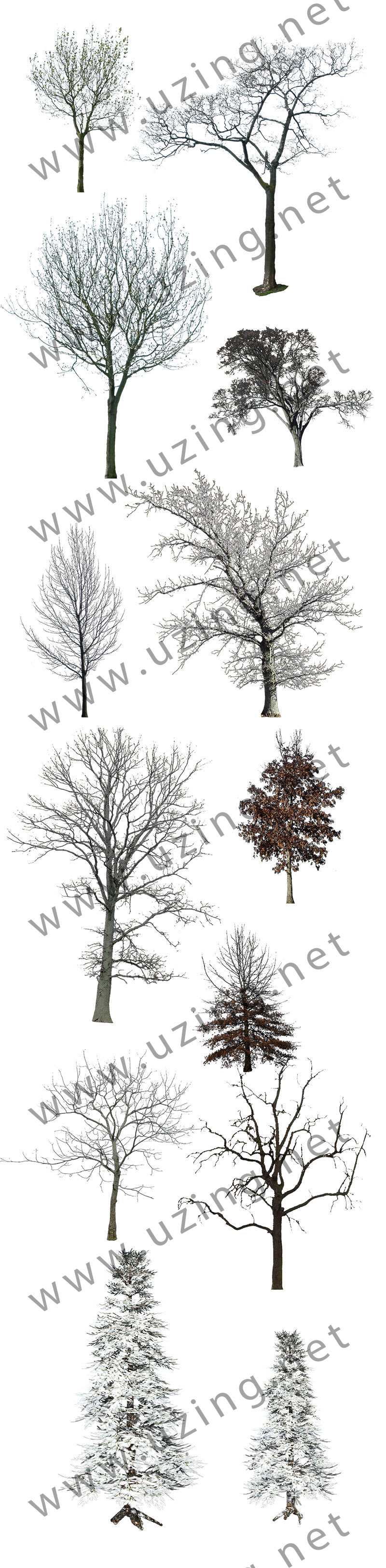 冬树1.jpg